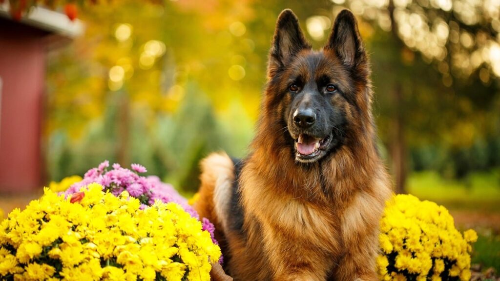 Скільки триває вагітність у німецької вівчарки?