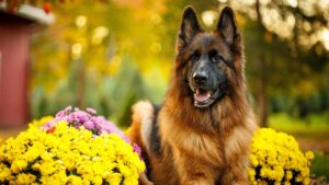 Скільки триває вагітність у німецької вівчарки?