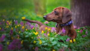Скільки триває вагітність у такси?