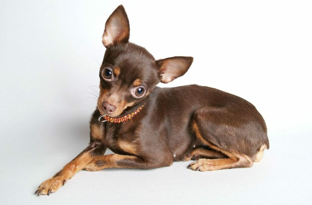 Скільки триває вагітність у той-тер'єра?