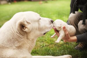 Скільки триває вагітність у алабая?