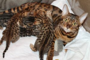 Скільки триває вагітність у бенгальської кішки?