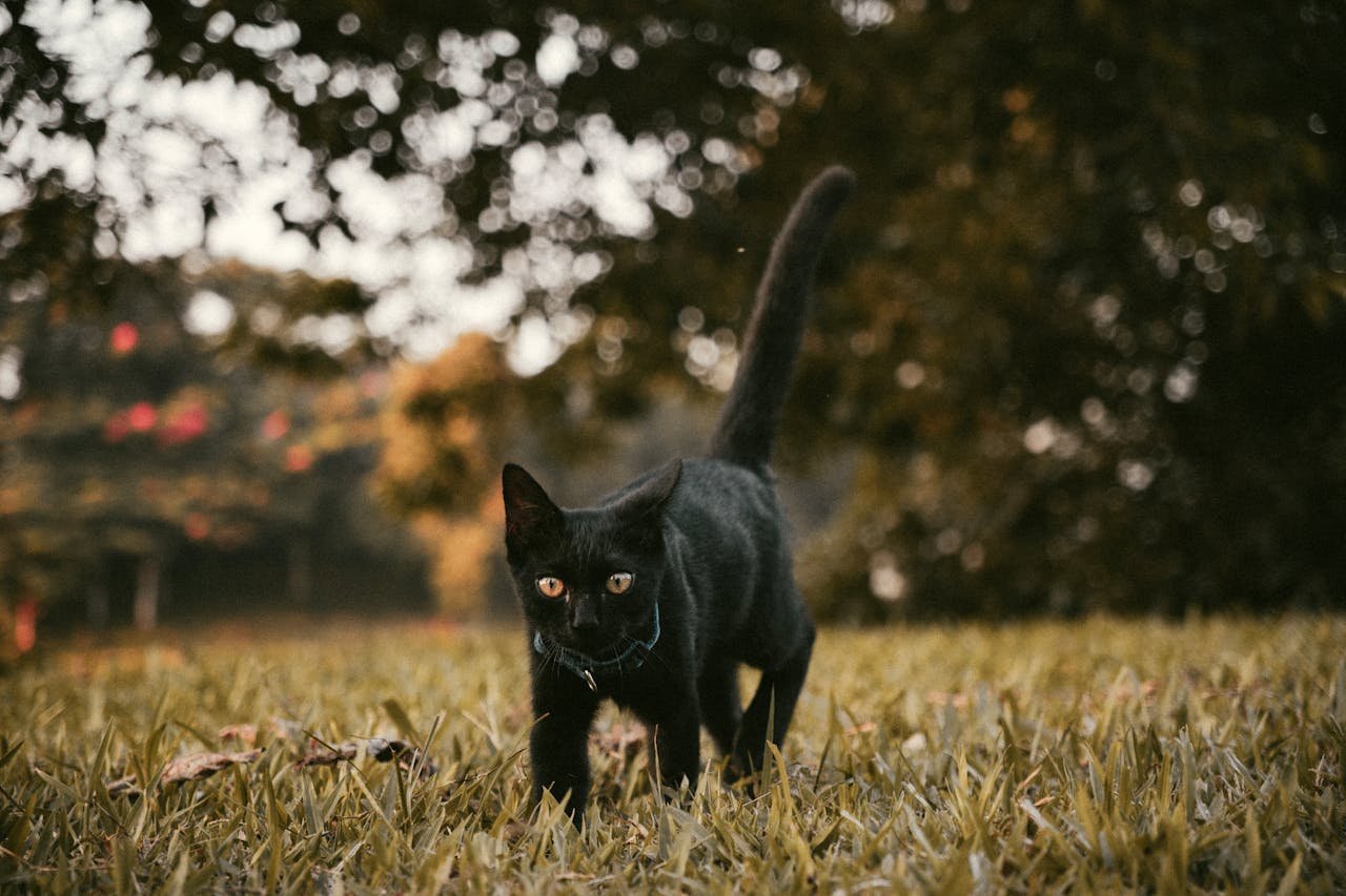 Обережно, осінь! Які небезпеки підстерігають кішку?