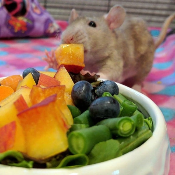 Які фрукти та овочі можна давати щурам?