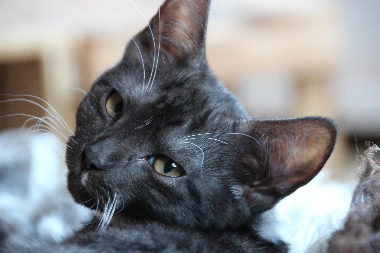 Нетримання сечі у кота.