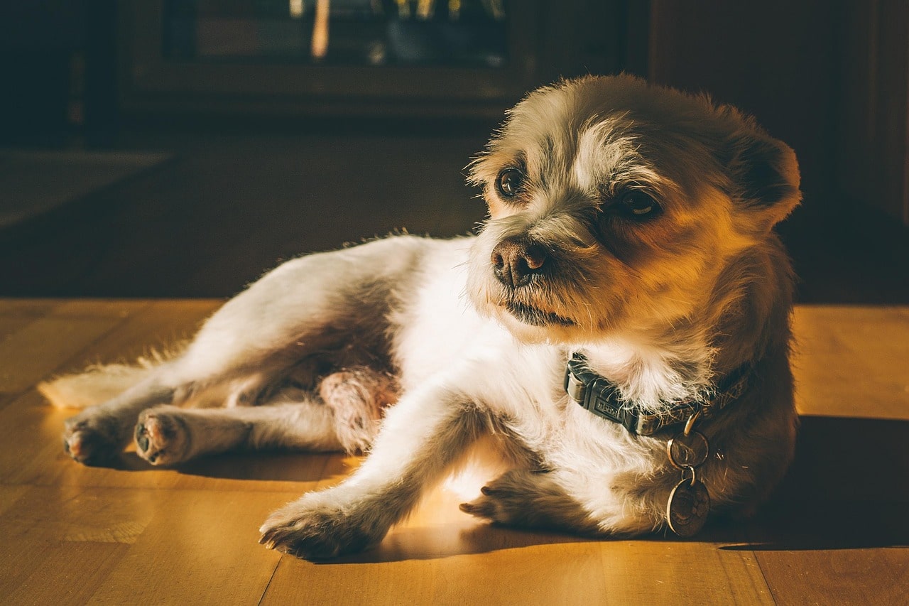 Нетримання сечі у собаки.