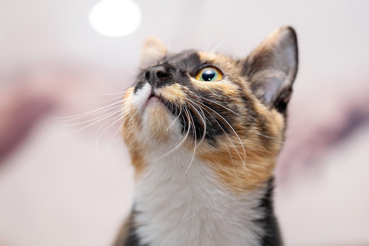 Як зібрати сечу у кота?