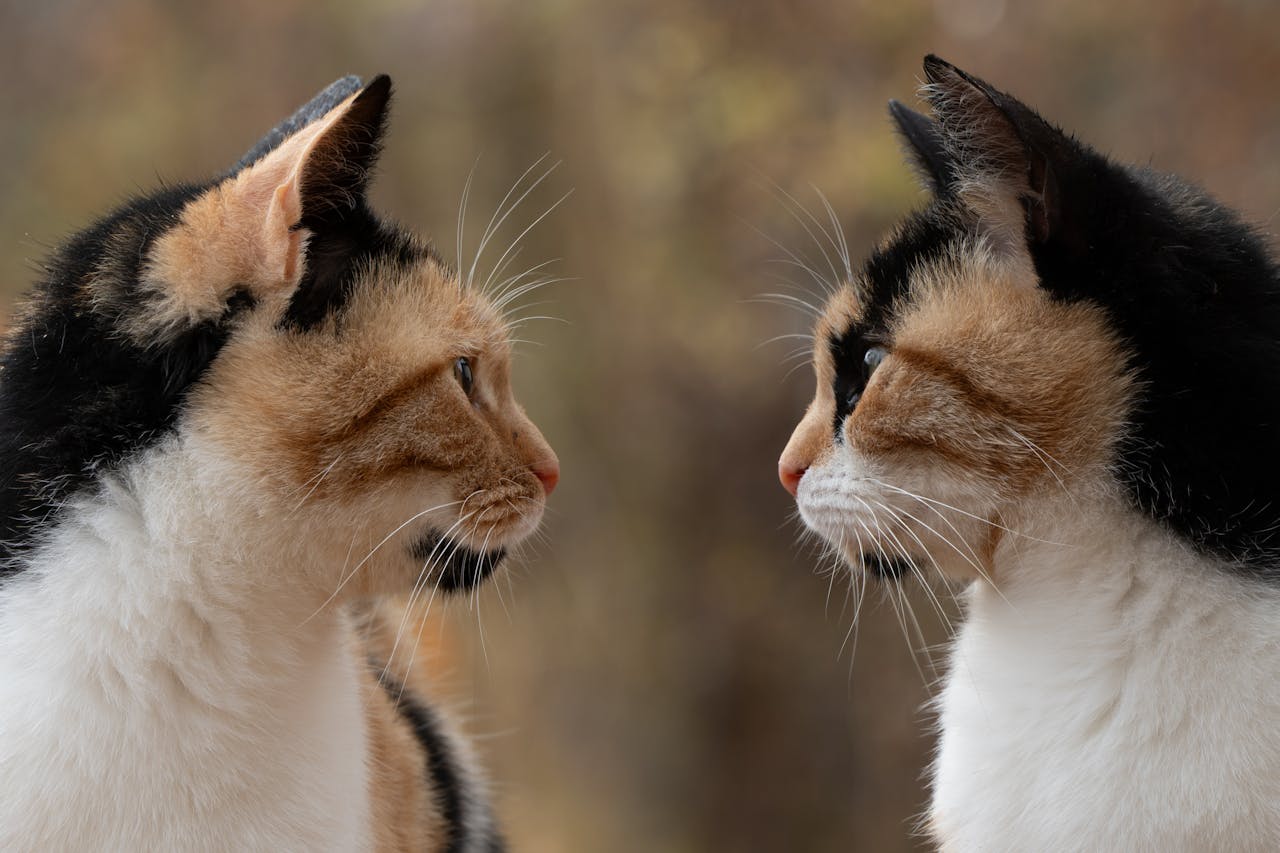 Чому кішка скрипить зубами — що це означає, лікування.