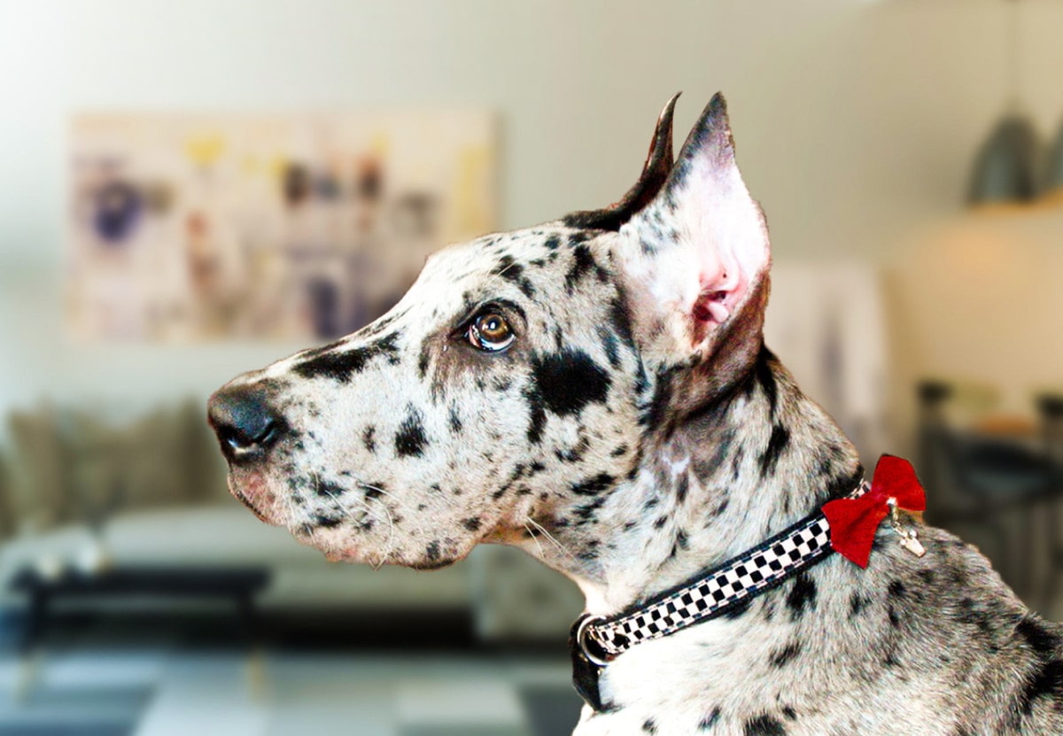 Міфи про купірування