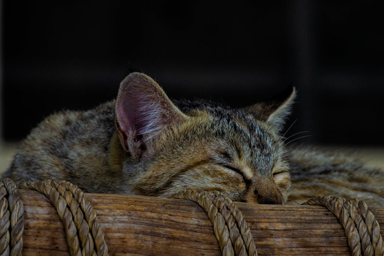Синдром Горнера (Хорнера) у кішок — симптоми та лікування.