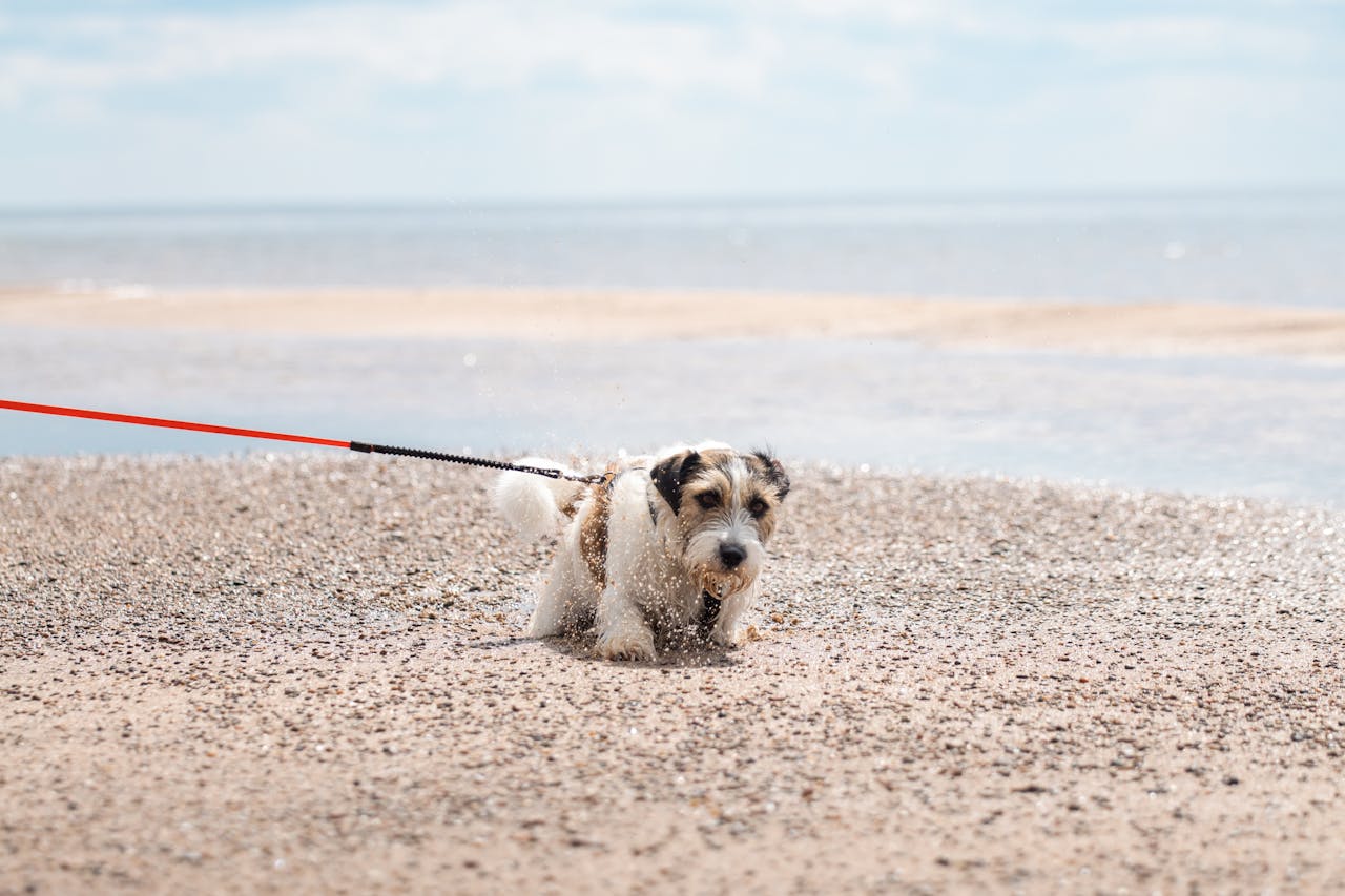 Чому собака тягне повідець і як це виправити: професійний кінологічний посібник.