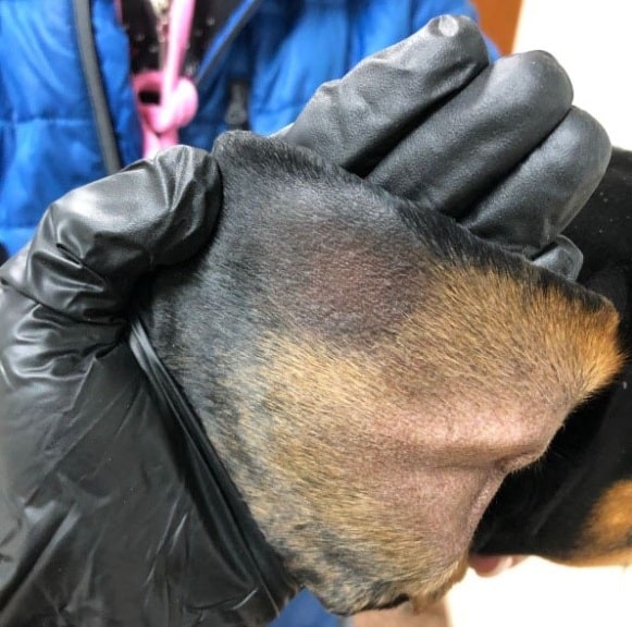 Фото лишаю у собаки, початкова стадія