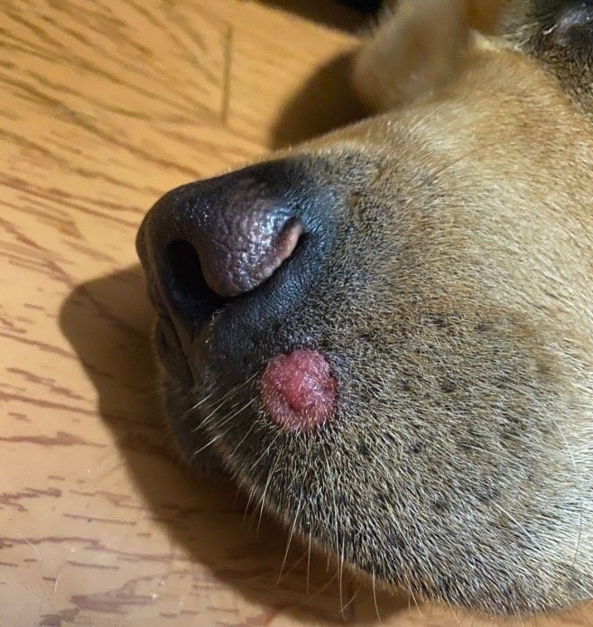 Фото, на якому представлено вогнище лишаю у тварини на морді