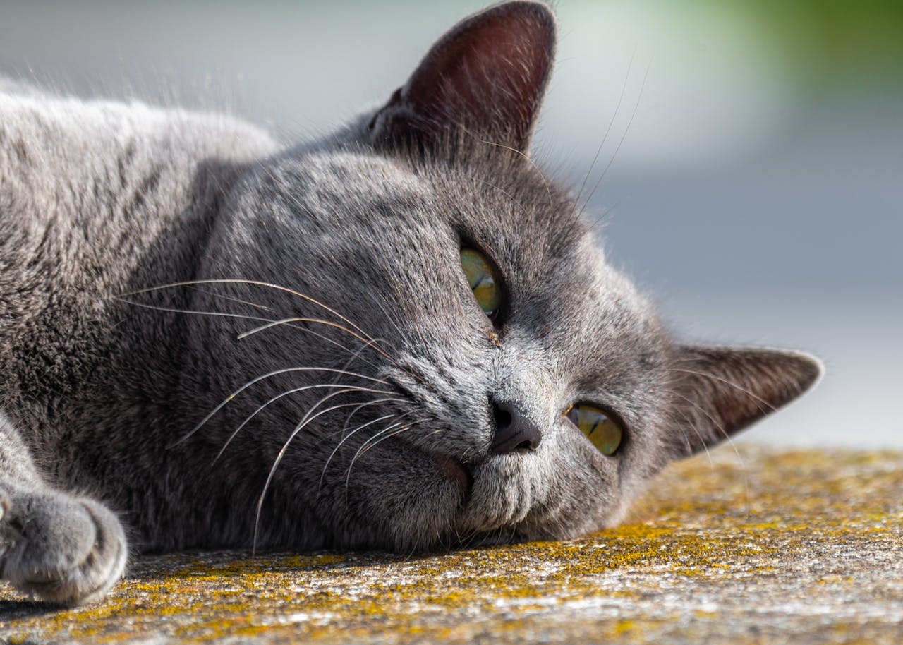 Глисти у кішок: симптоми та лікування гельмінтів.