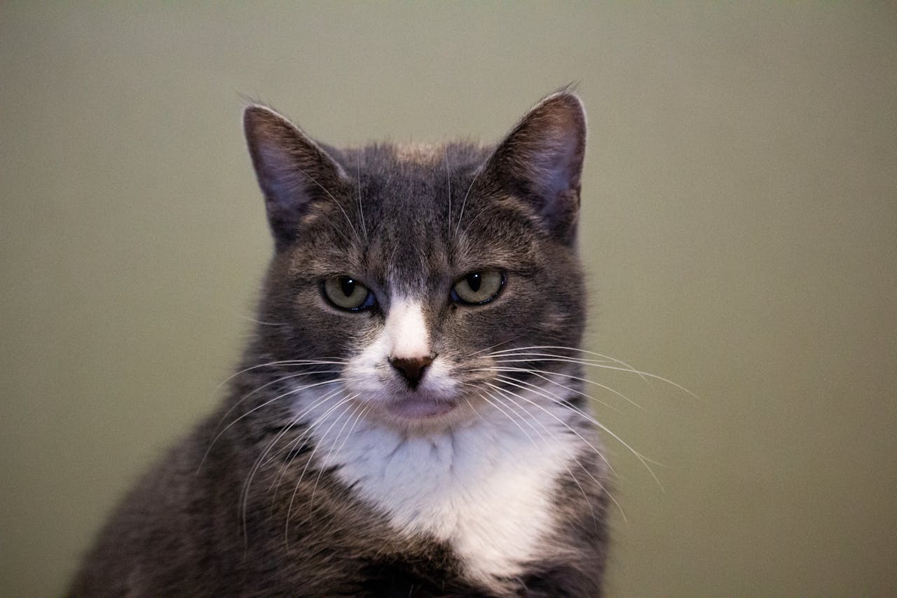 Особливості харчування літніх і старих кішок.