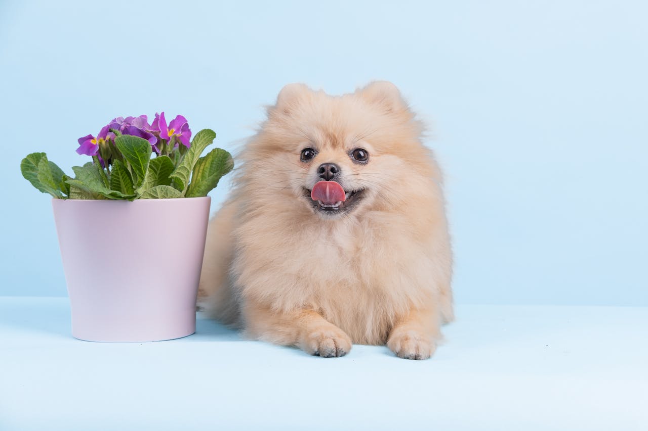 Подолання проблем з поведінкою собаки.