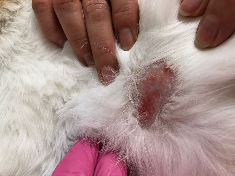 Ще одне фото лишаю у собаки