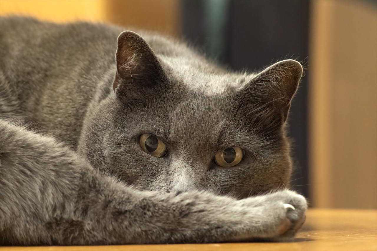 Вушний кліщ у кішок: лікування та профілактика кліщів у вухах.