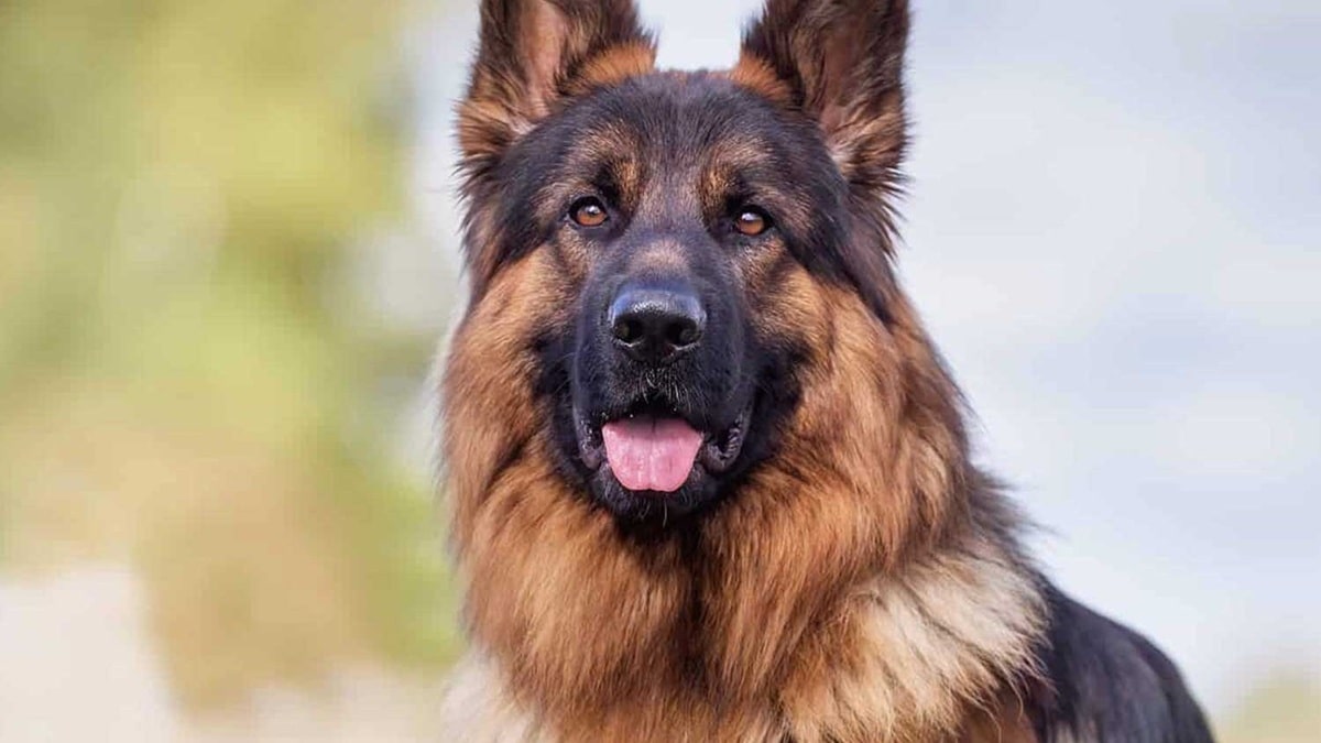 Як в'язати німецьку вівчарку – все про в'язку породи.