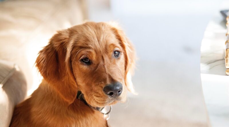 У що обходиться неправильний раціон собак? ⋆ LovePets
