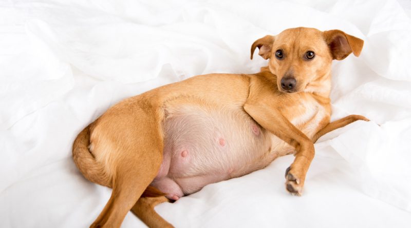 Acompañar grosor hemisferio Sabes cuánto dura el embarazo en las perras? ⋆ Love Pets 💙💛