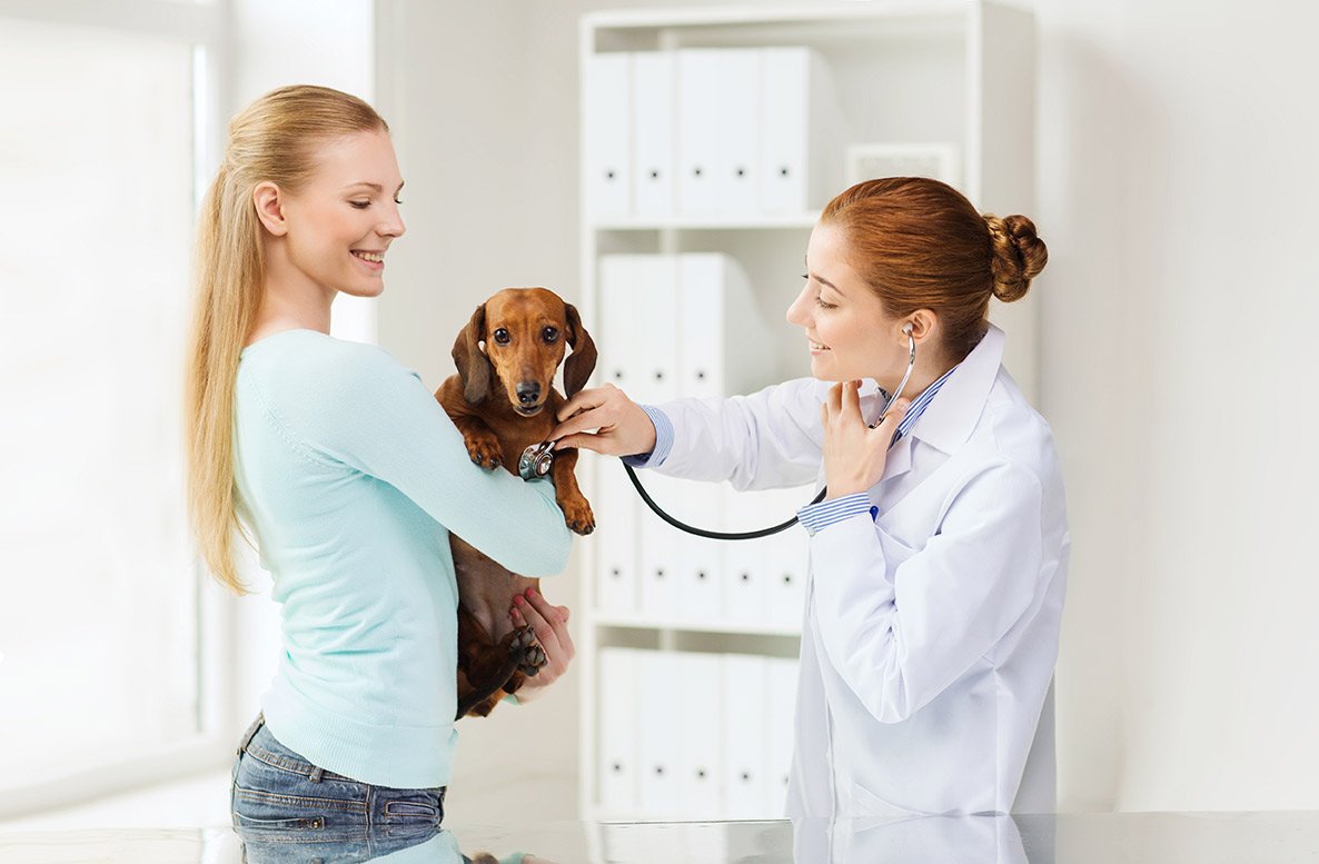 Síntomas de un infarto en perros. ⋆ Pets