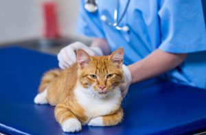 Алопеція у кішок і собак.