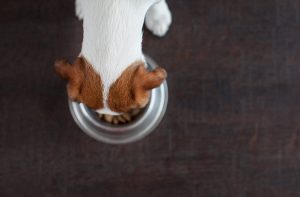 Чи треба розмочувати сухий корм?