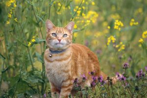 Харчова алергія у кішок.