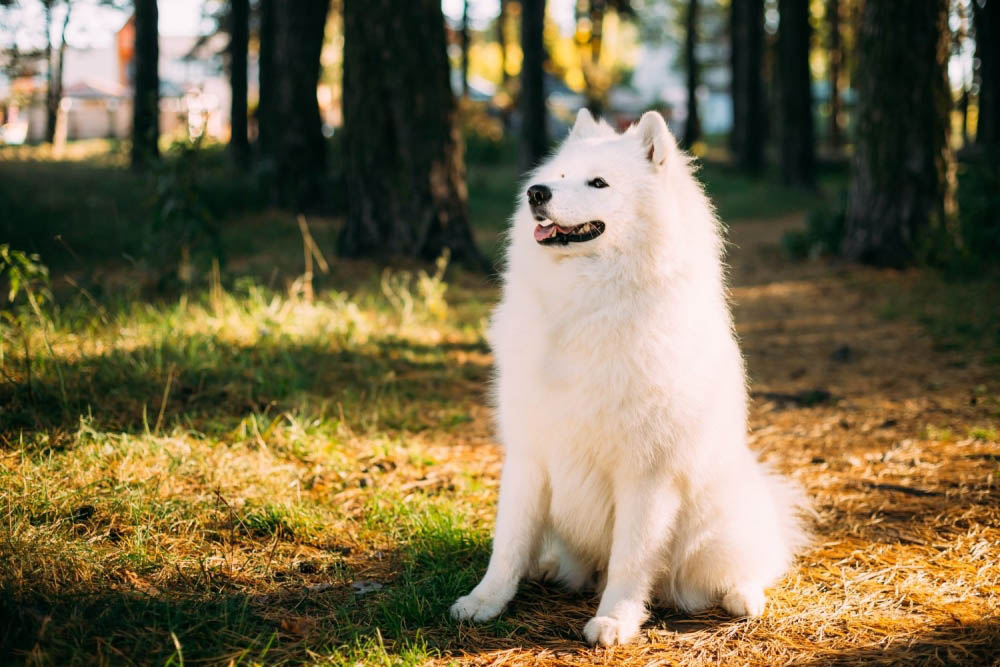 «Генеалогічне древо» Тузика