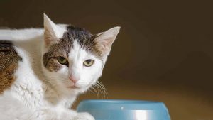 Кішка відмовляється від сухого корму.