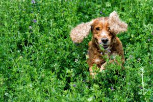 Навіщо хижакові трава?