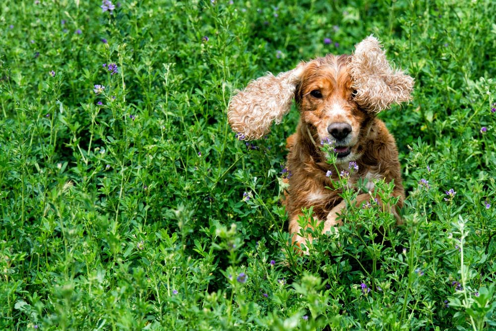 Навіщо хижакові трава