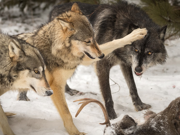 Правильний сухий корм