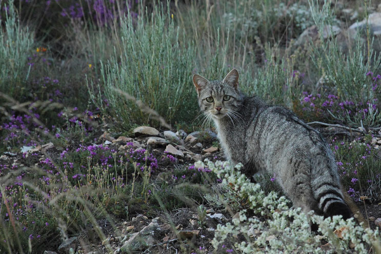 Правильний сухий корм