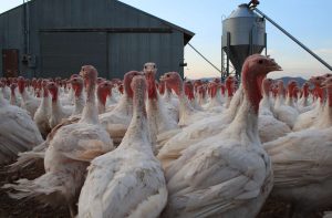 Принцип WholePrey ™.