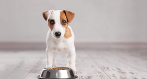 Щеня відмовляється від сухого корму.