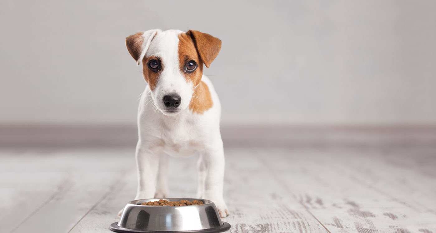 Щеня відмовляється від сухого корму