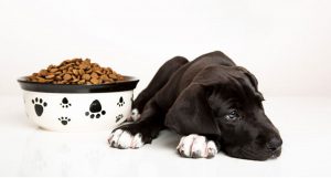 Що робити, якщо щеня перестав їсти сухий корм?