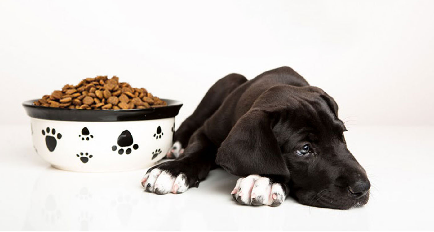 Що робити, якщо щеня перестав їсти сухий корм