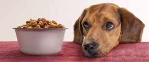 Що робити, коли собака перестала їсти сухий корм?