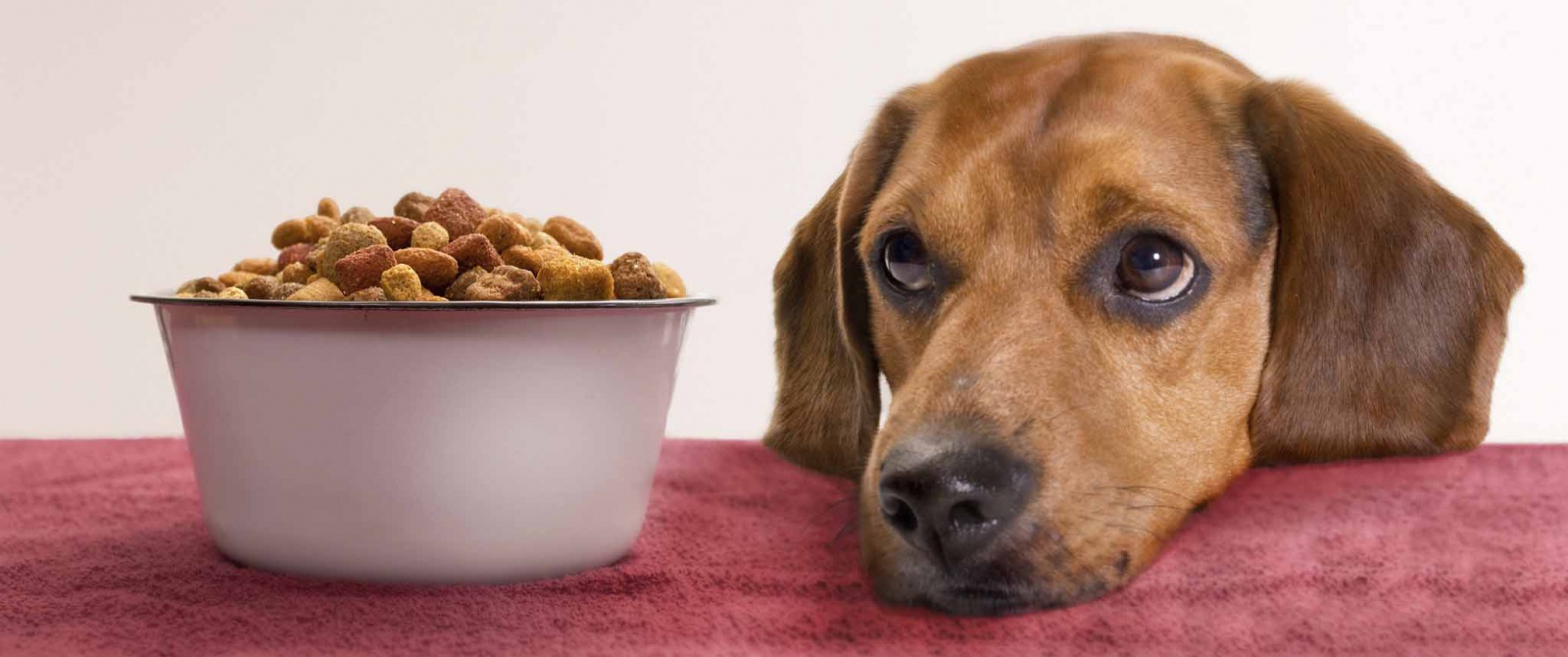 Що робити, коли собака перестала їсти сухий корм