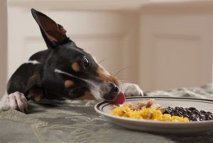 Шкідливі для собак продукти.