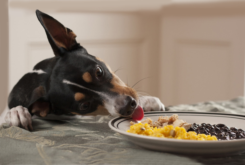 Шкідливі для собак продукти