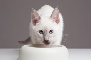 Скільки грамів сухого корму давати кошеняті?