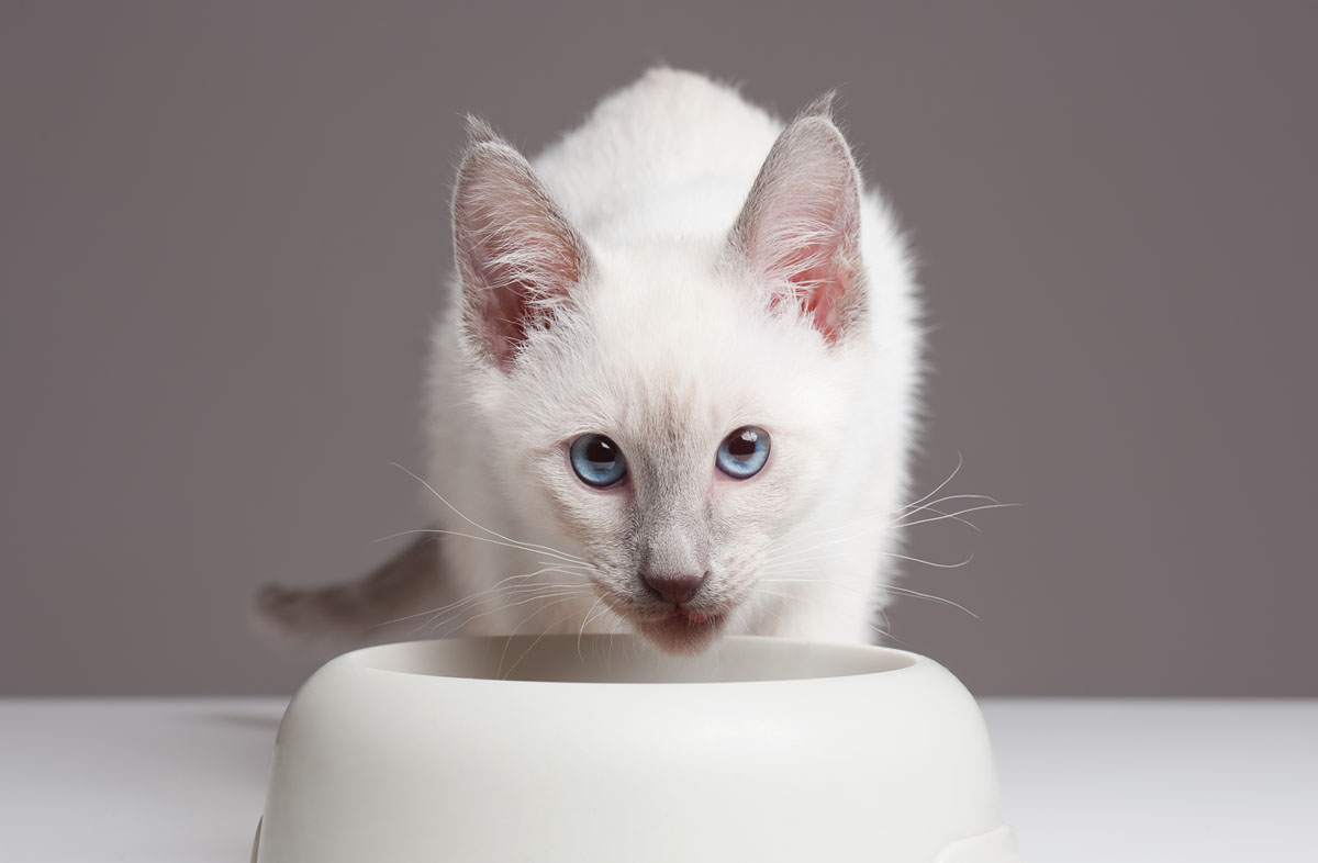 Скільки грамів сухого корму давати кошеняті