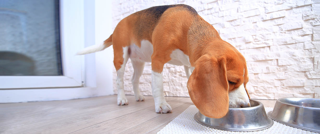 Скільки грамів сухого корму давати собаці