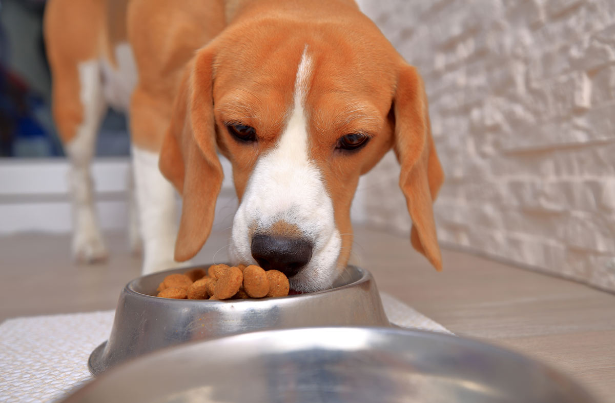 Wie oft sollte man einen Hund mit Trockenfutter füttern? ⋆ LovePets 💙💛