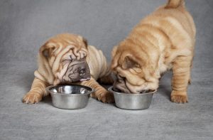 Скільки разів годувати цуценя сухим кормом?