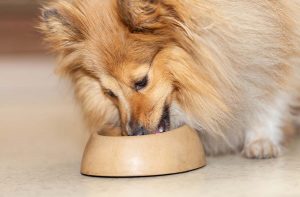 Скільки сухого корму потрібно давати собаці в день?